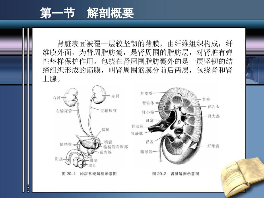 第二十章肾脏疾病_第3页