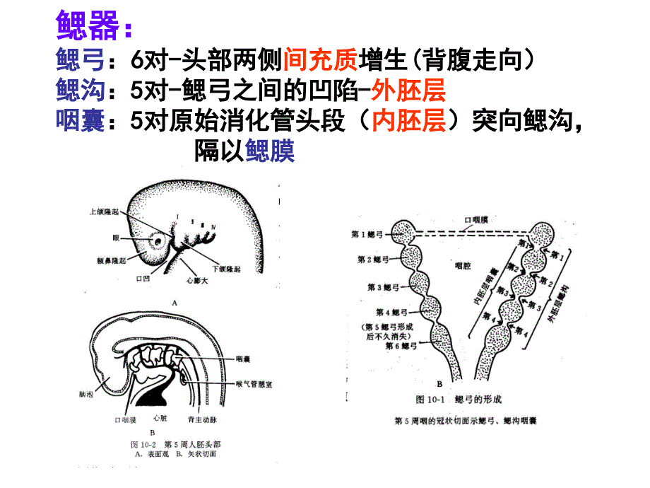 组织学与胚胎学：颜面等发生和消化_第3页