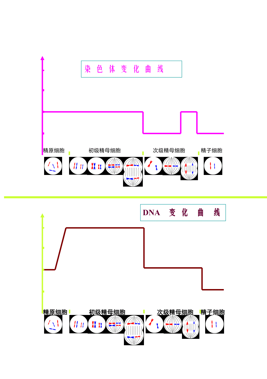 2.1减数分裂和受精作用教案2教学文档_第4页