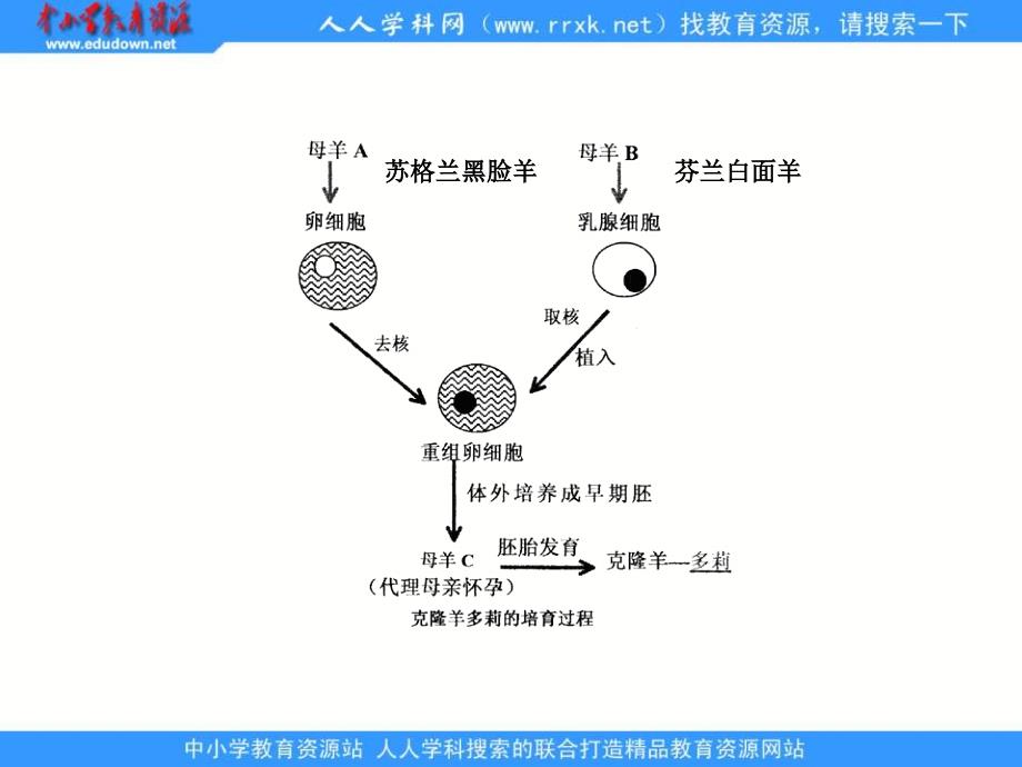 济南版上《遗传的物质基础》教学课件_第2页