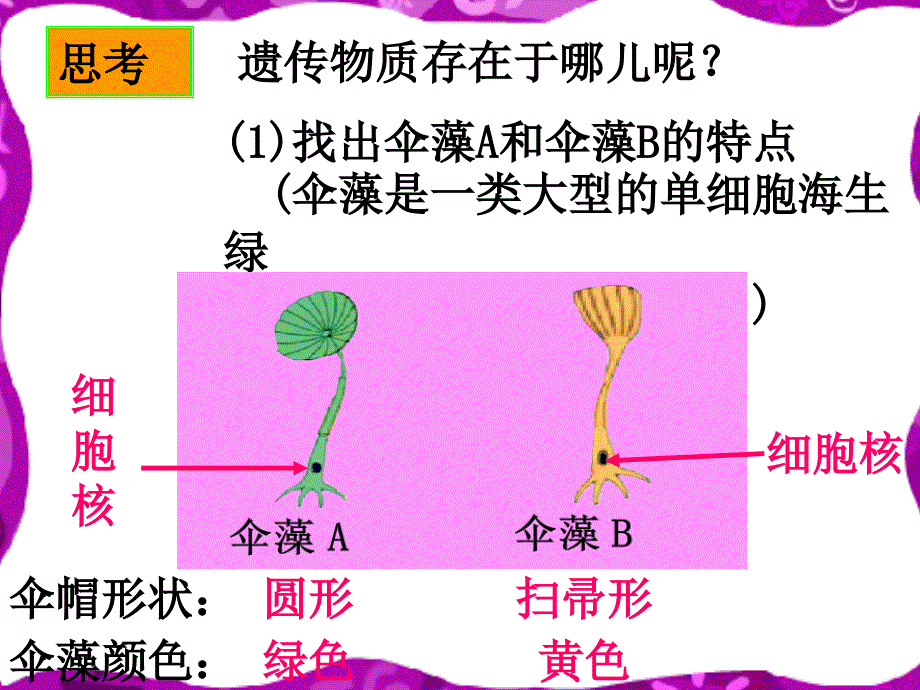 济南版上《遗传的物质基础》教学课件_第4页