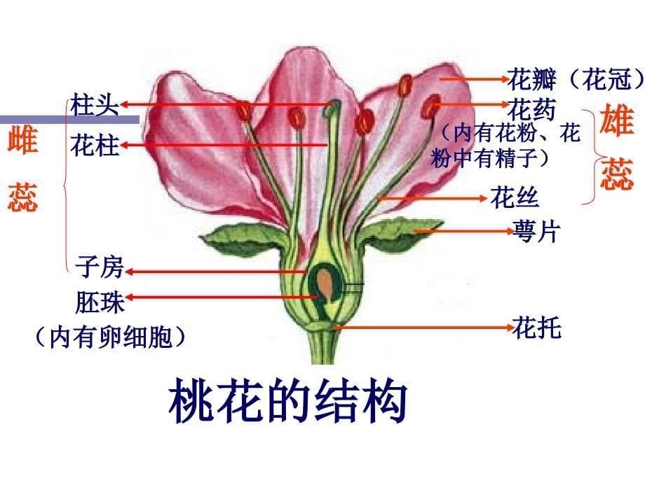 第一节植物的生殖_第5页