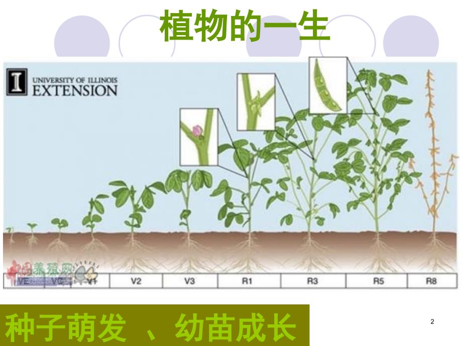 植物的果实课堂PPT_第2页