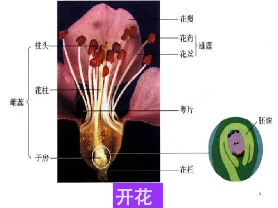 植物的果实课堂PPT_第5页