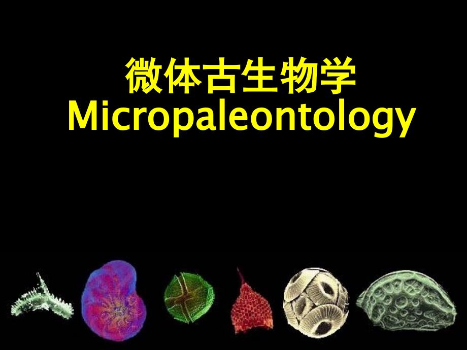 有孔虫课蜓上课课件_第1页