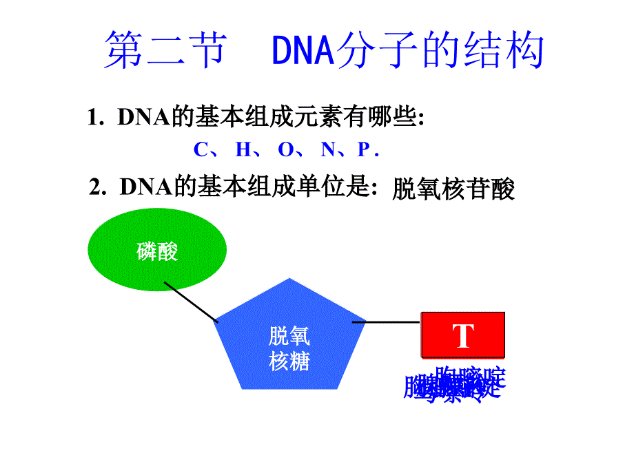 《DNA分子的结构》PPT课件_第3页