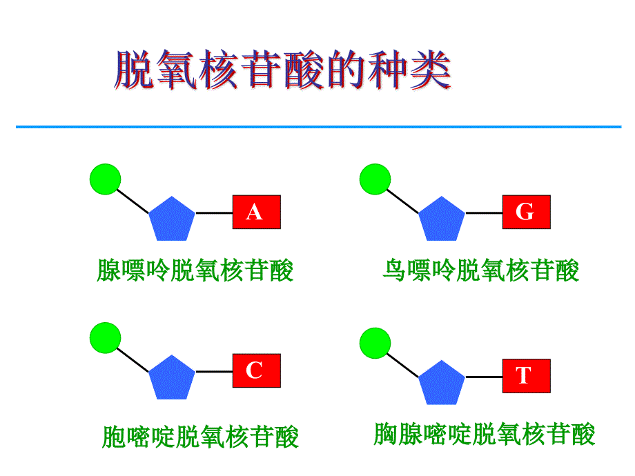 《DNA分子的结构》PPT课件_第4页