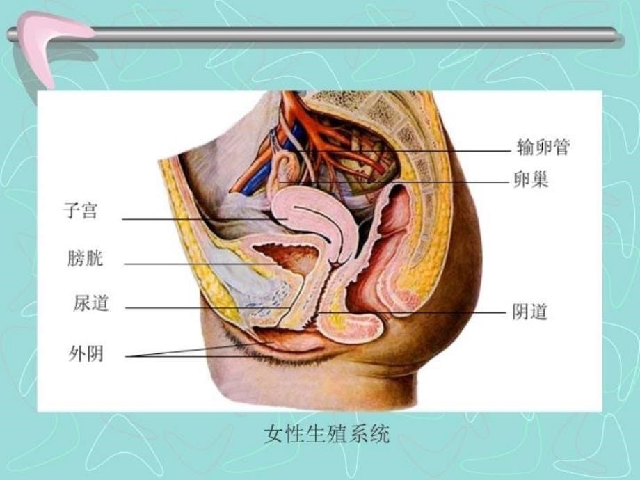 最新婴儿的诞生PPT课件_第5页