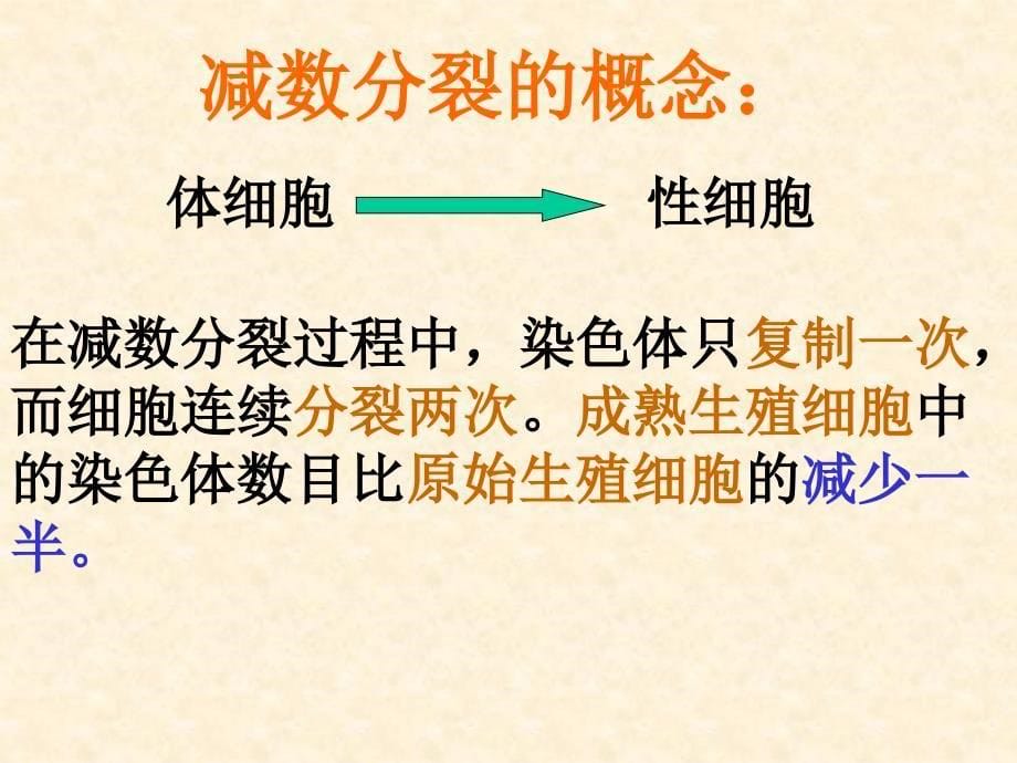 细胞的减数分裂和生殖细胞的形成和受精_第5页