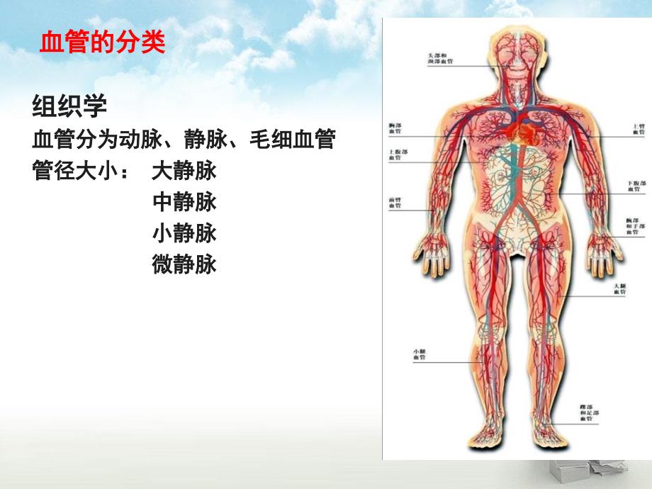 肿瘤病员血管选择_第4页