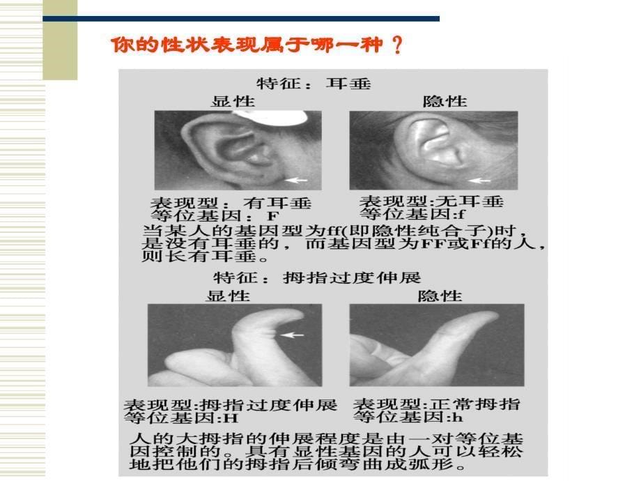 高中生物必修二孟德尔的豌豆杂交实验一_第5页