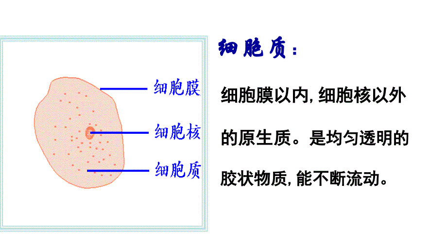 细胞器系统内的分工合作.ppt1_第2页