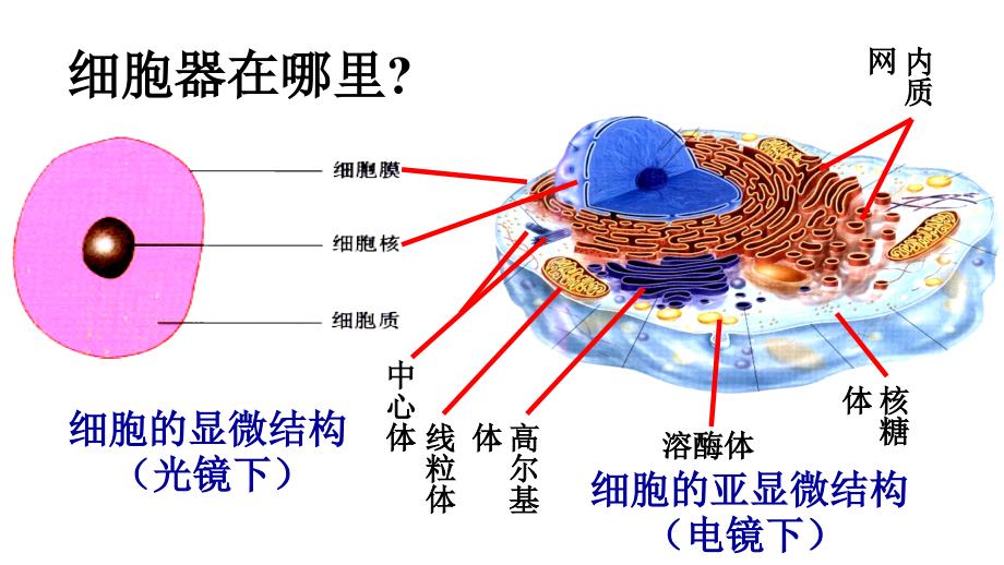 细胞器系统内的分工合作.ppt1_第3页