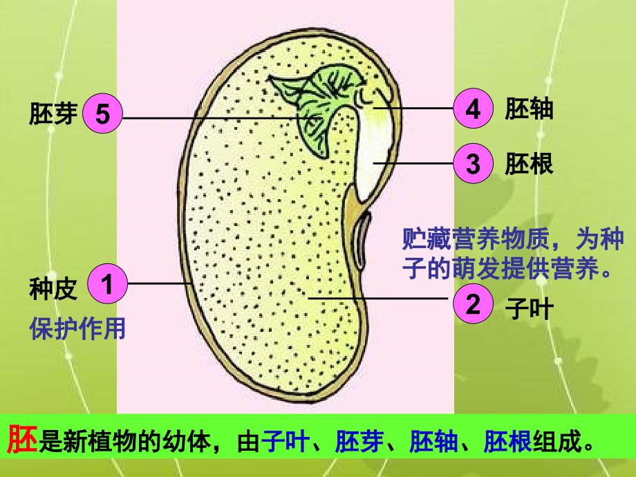 人教版七上第二章第一节种子的萌发共18张PPT_第2页