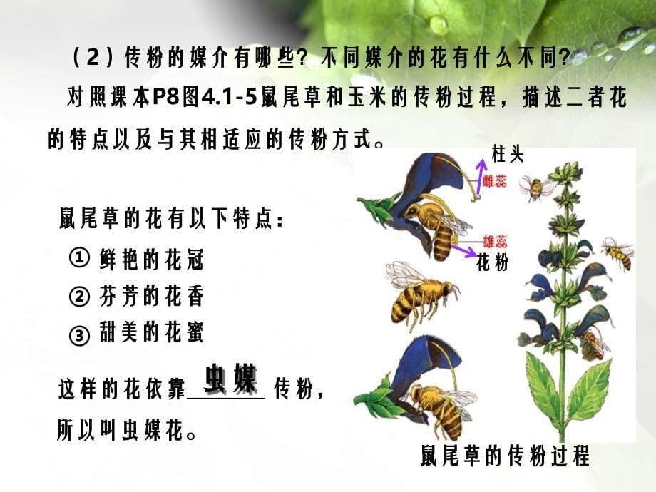 八年级生物上册第一章第二节传粉与受精课件要点济南版_第5页