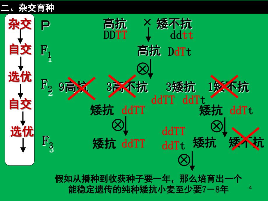 杂交育种与诱变育种课堂PPT_第4页