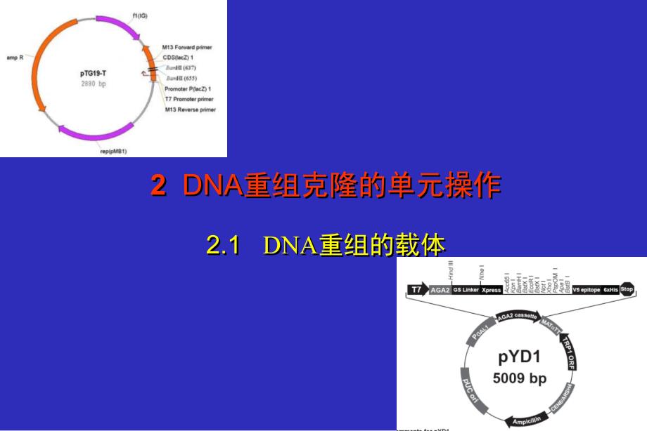 2.1DNA重组的载体蓝背景222_第1页