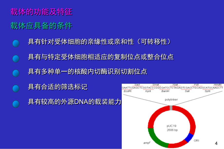 2.1DNA重组的载体蓝背景222_第4页