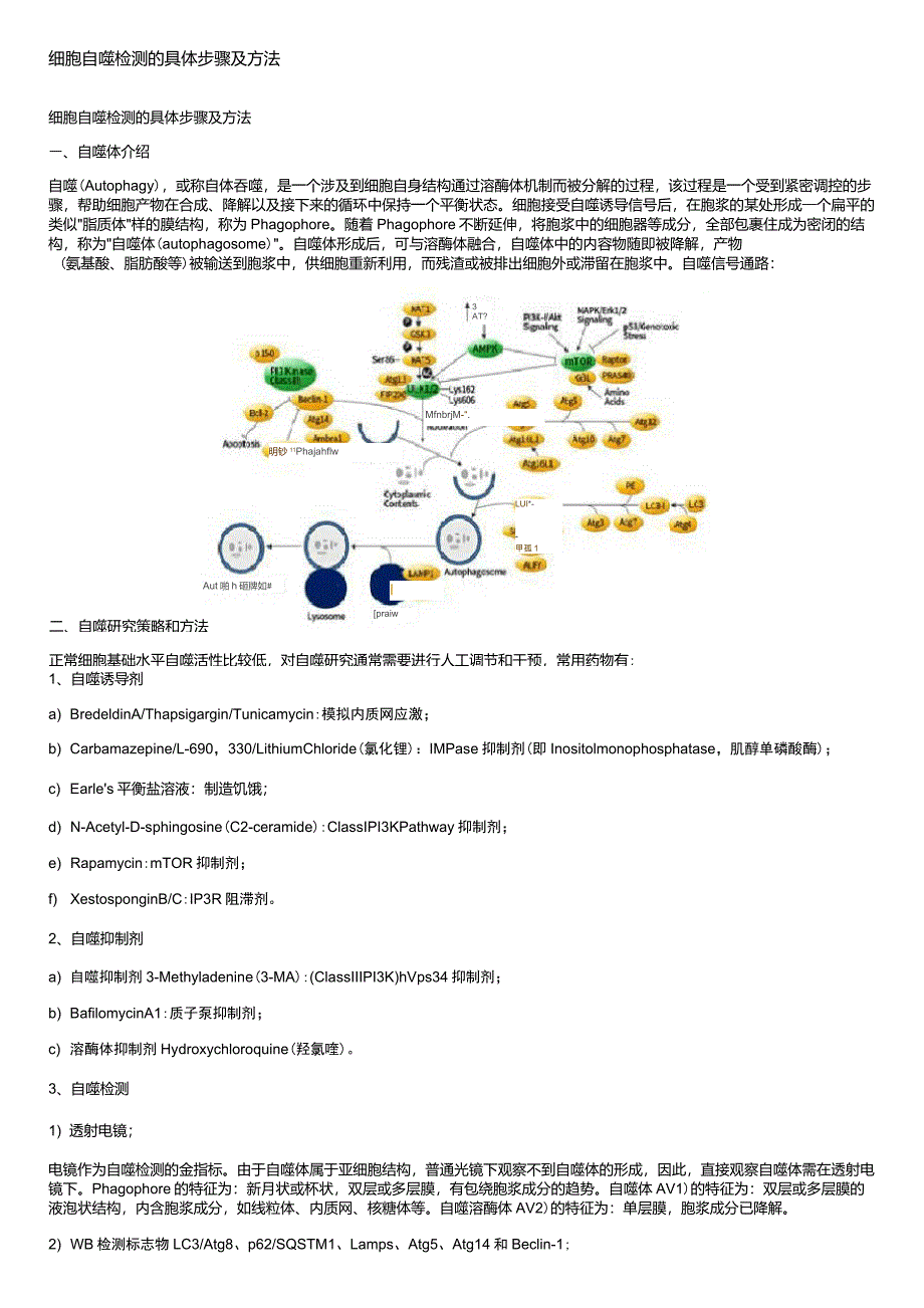 细胞自噬检测的具体步骤及方法_第1页