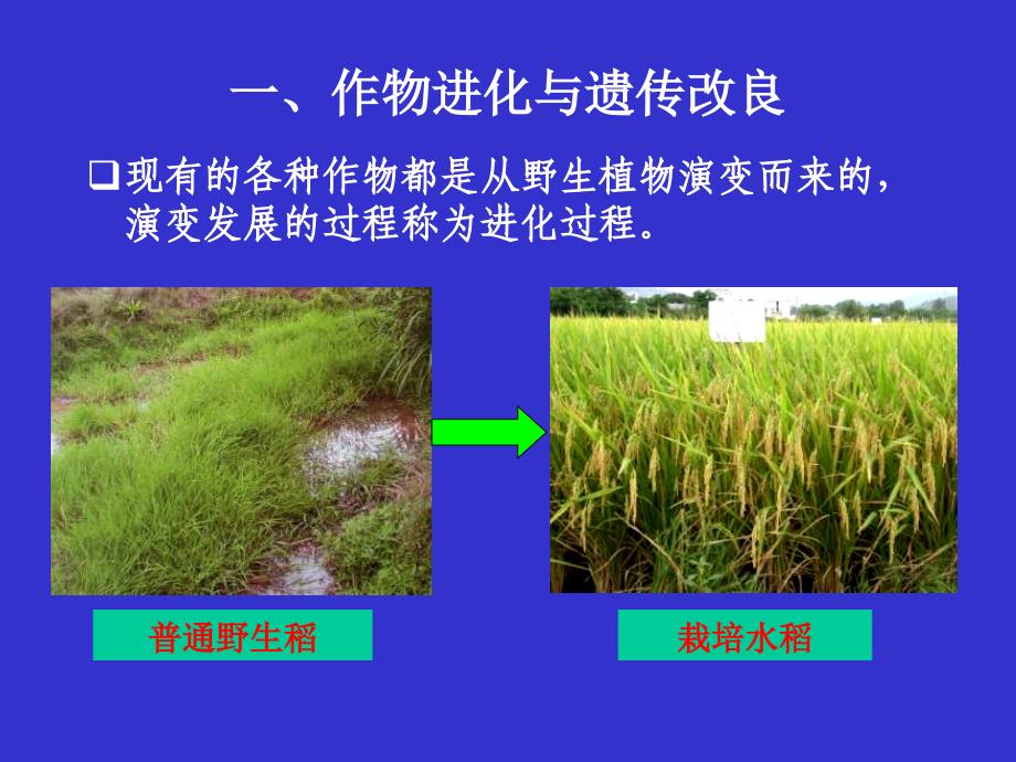 作物育种学绪论PPT课件_第3页