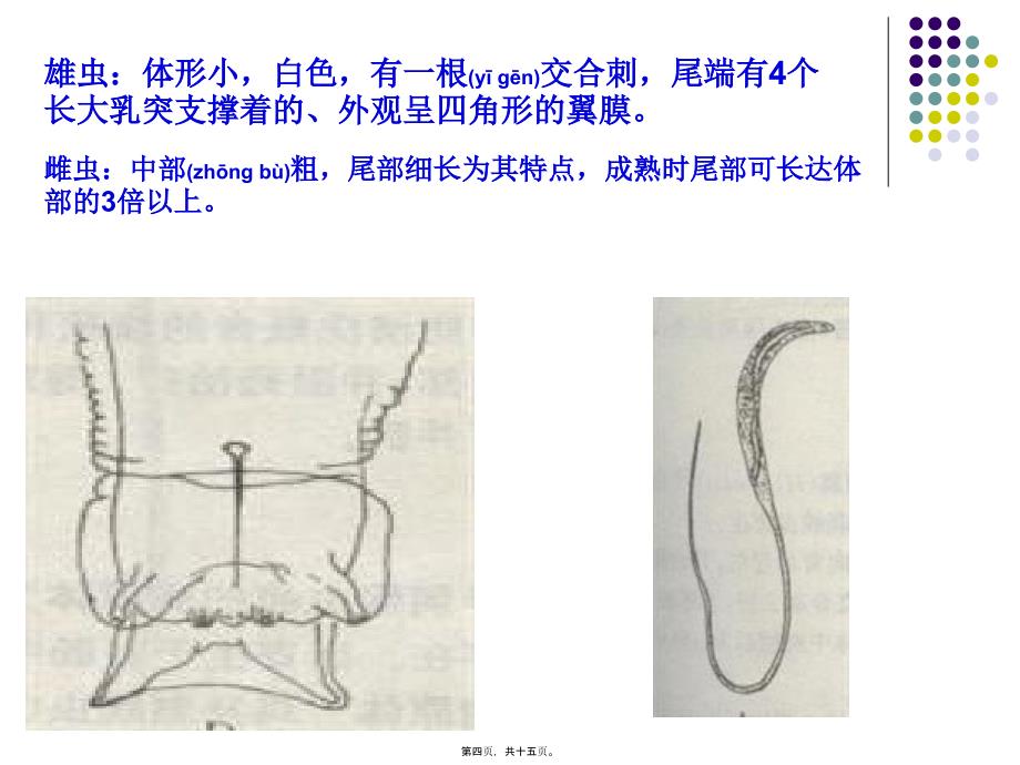 医学专题—第3讲---尖尾线虫病3033_第4页