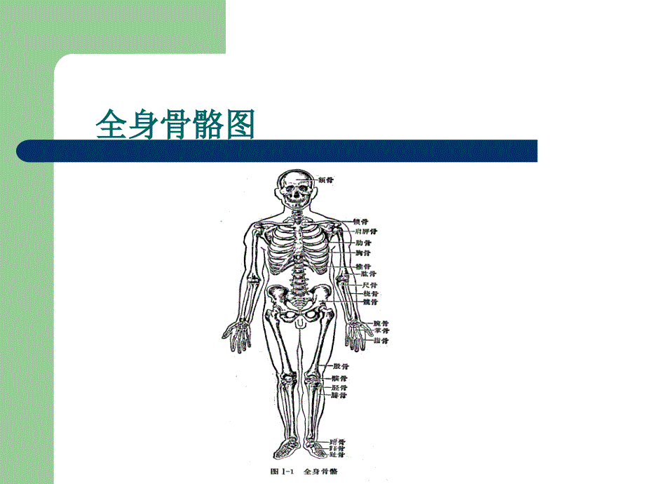 髋关节的解剖己生物力学.ppt_第1页