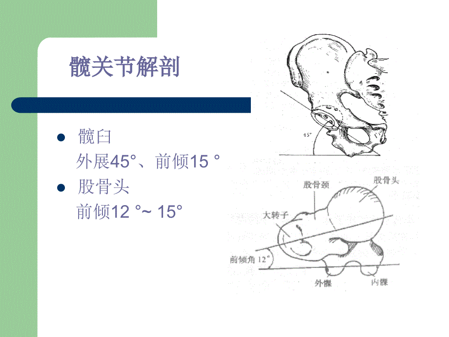 髋关节的解剖己生物力学.ppt_第3页