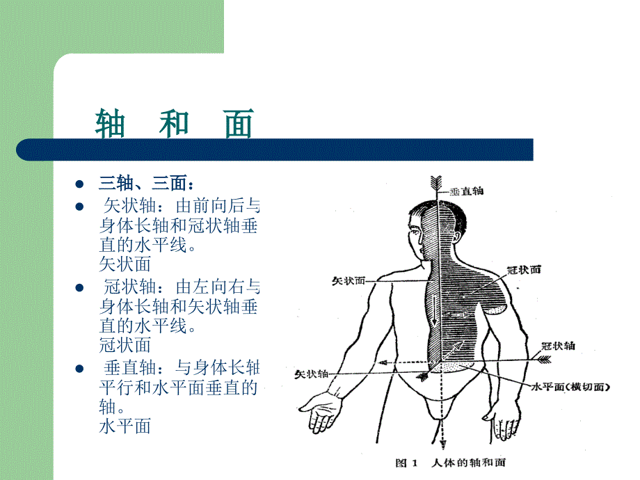 髋关节的解剖己生物力学.ppt_第4页