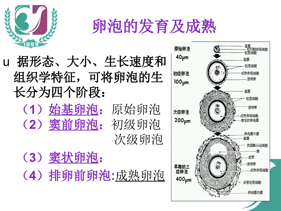 卵泡的生长发育和卵巢低反应_第3页