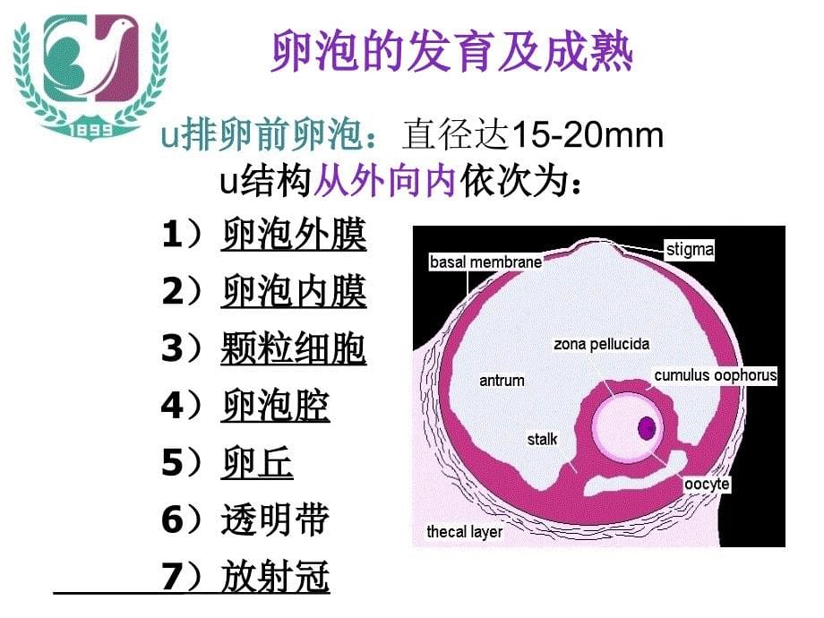 卵泡的生长发育和卵巢低反应_第5页