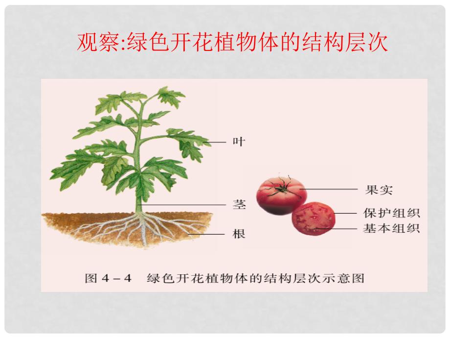 辽宁省辽阳市第九中学七年级生物上册 2.4.2 多细胞生物体的组成课件 苏教版_第3页