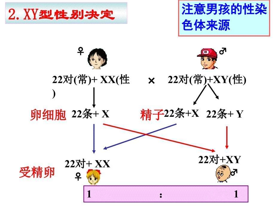 高三一轮复习伴性遗传公开课优秀课件_第5页