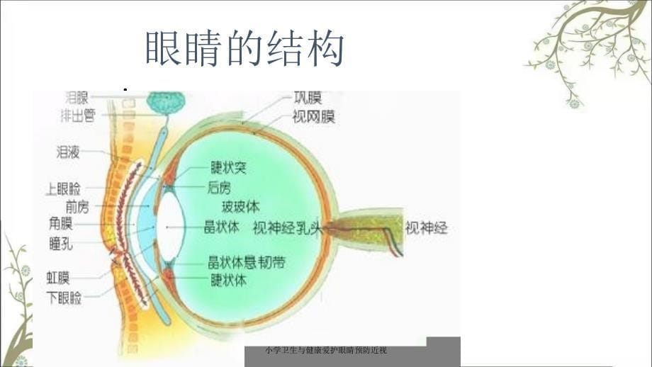 小学卫生与健康爱护眼睛预防近视_第5页