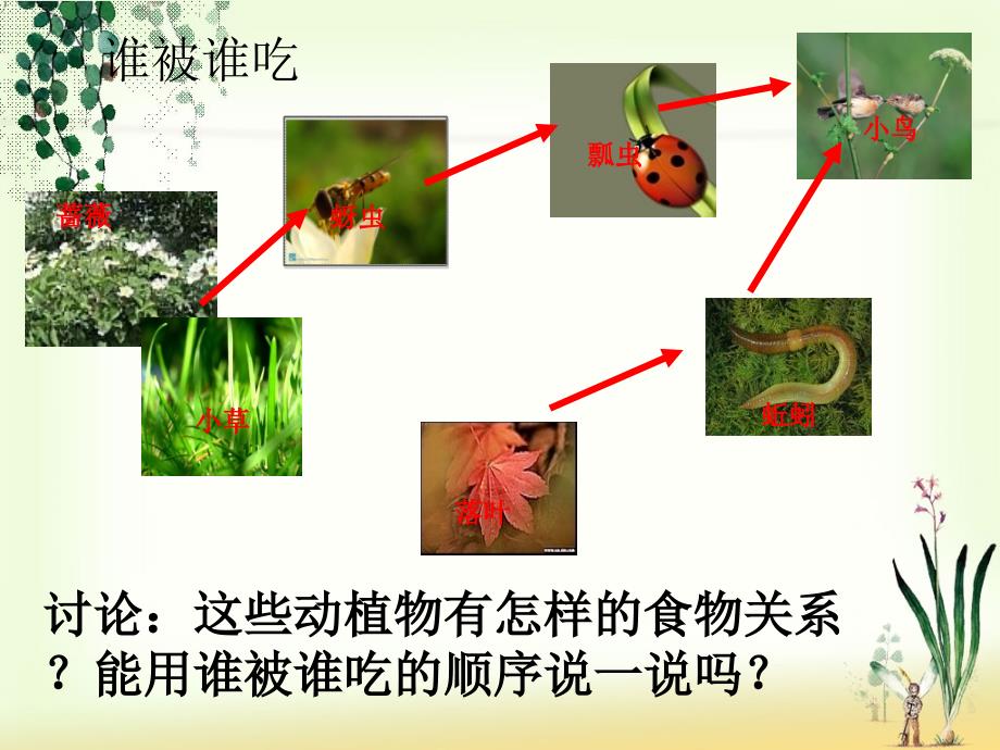 食物链和食物网_第4页