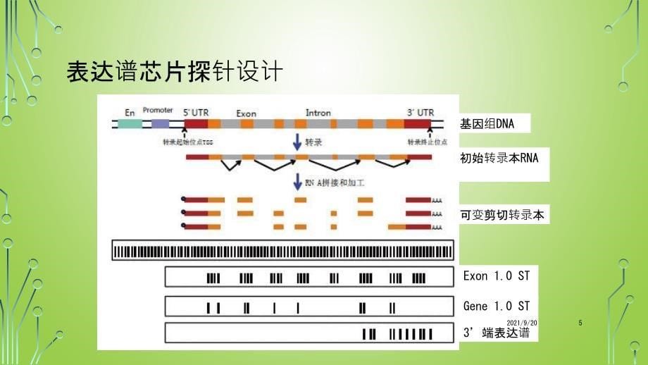 Affymetrix基因芯片产品_第5页