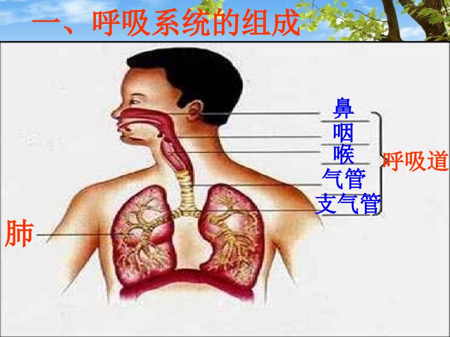 呼吸道对空气的处理-(用)课件_第3页