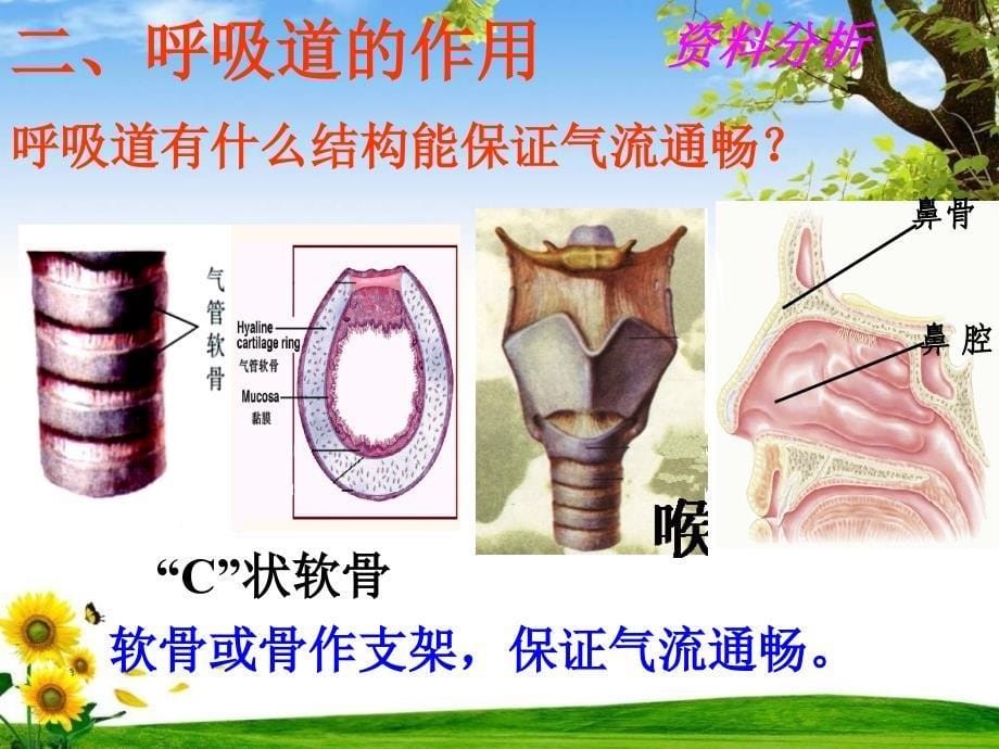 呼吸道对空气的处理-(用)课件_第5页