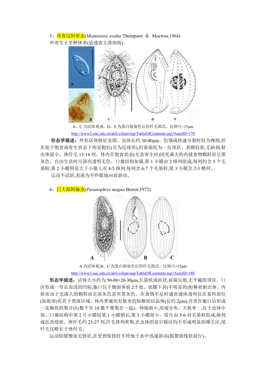 21种海水盾纤虫图谱及形态描述_第3页