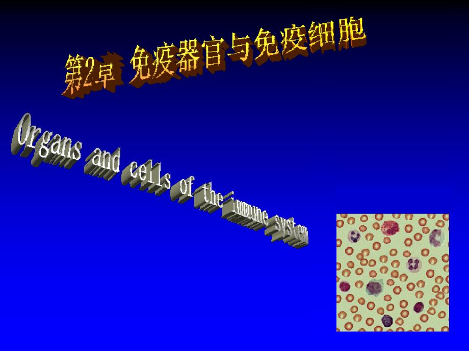 微生物学与免疫学：第2章 免疫器官和免疫细胞_第1页