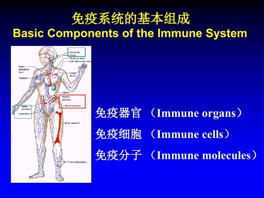 微生物学与免疫学：第2章 免疫器官和免疫细胞_第2页