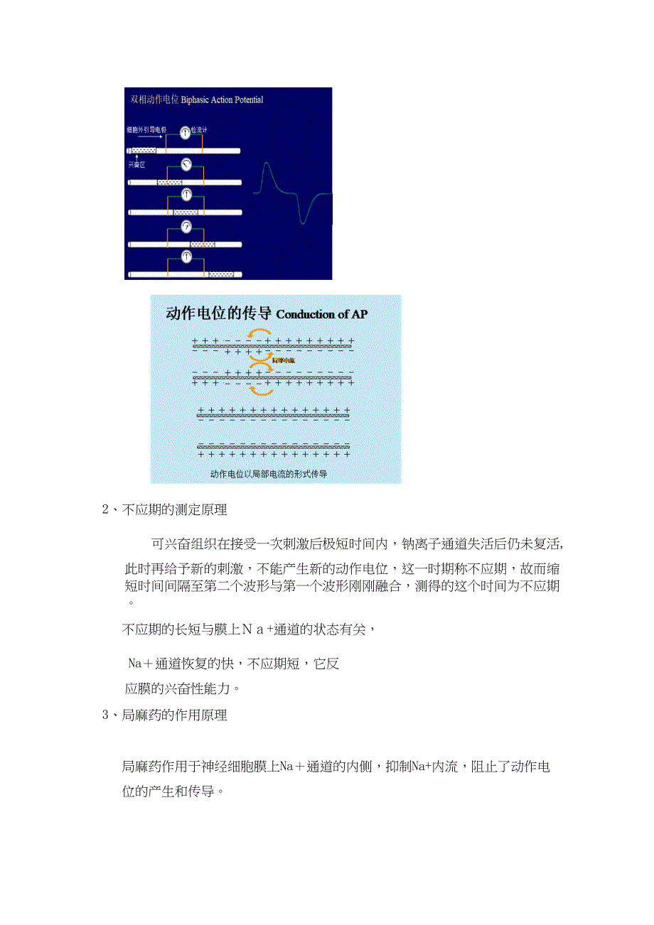 神经干动作电位及局麻药的作用_第4页