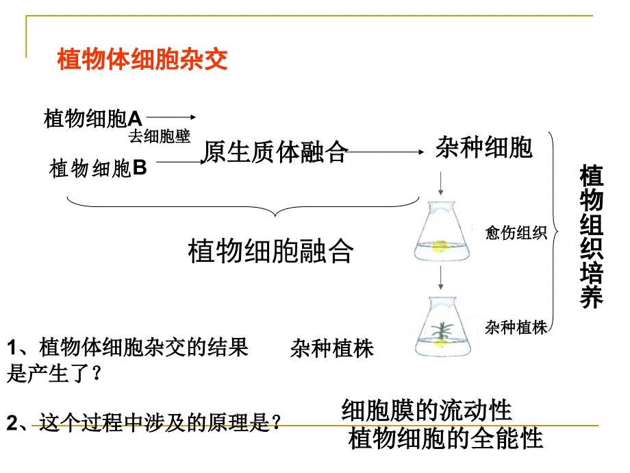 人教版教学课件[名校联盟]福建省三明市泰宁一中生物选修三22动物细胞工程课件1_第2页