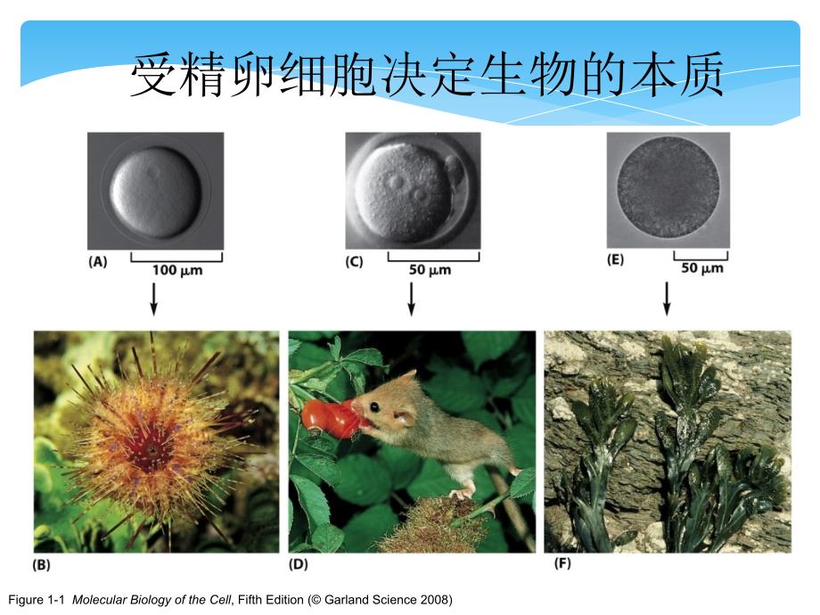 组织学绪论细胞上课讲义_第2页