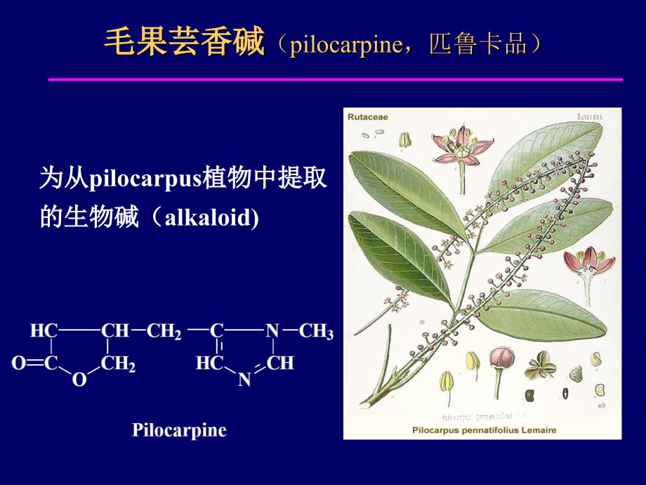 第六章M胆碱受体激动药_第2页