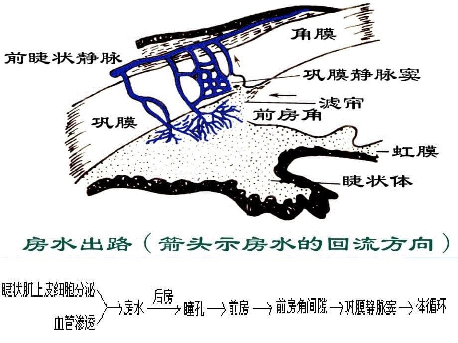 第六章M胆碱受体激动药_第5页