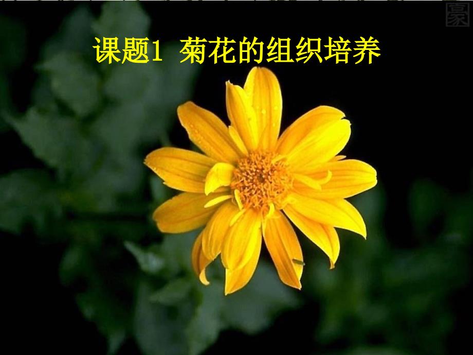 人教版教学课件菊花的组织培养_第2页