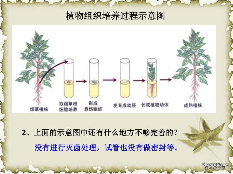 人教版教学课件菊花的组织培养_第5页