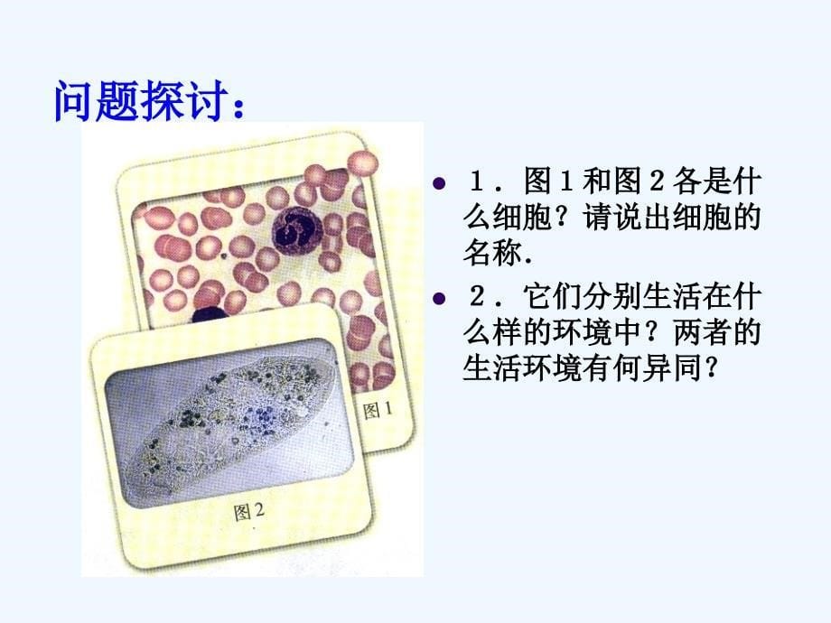 人体的内环境与稳态课件_第5页