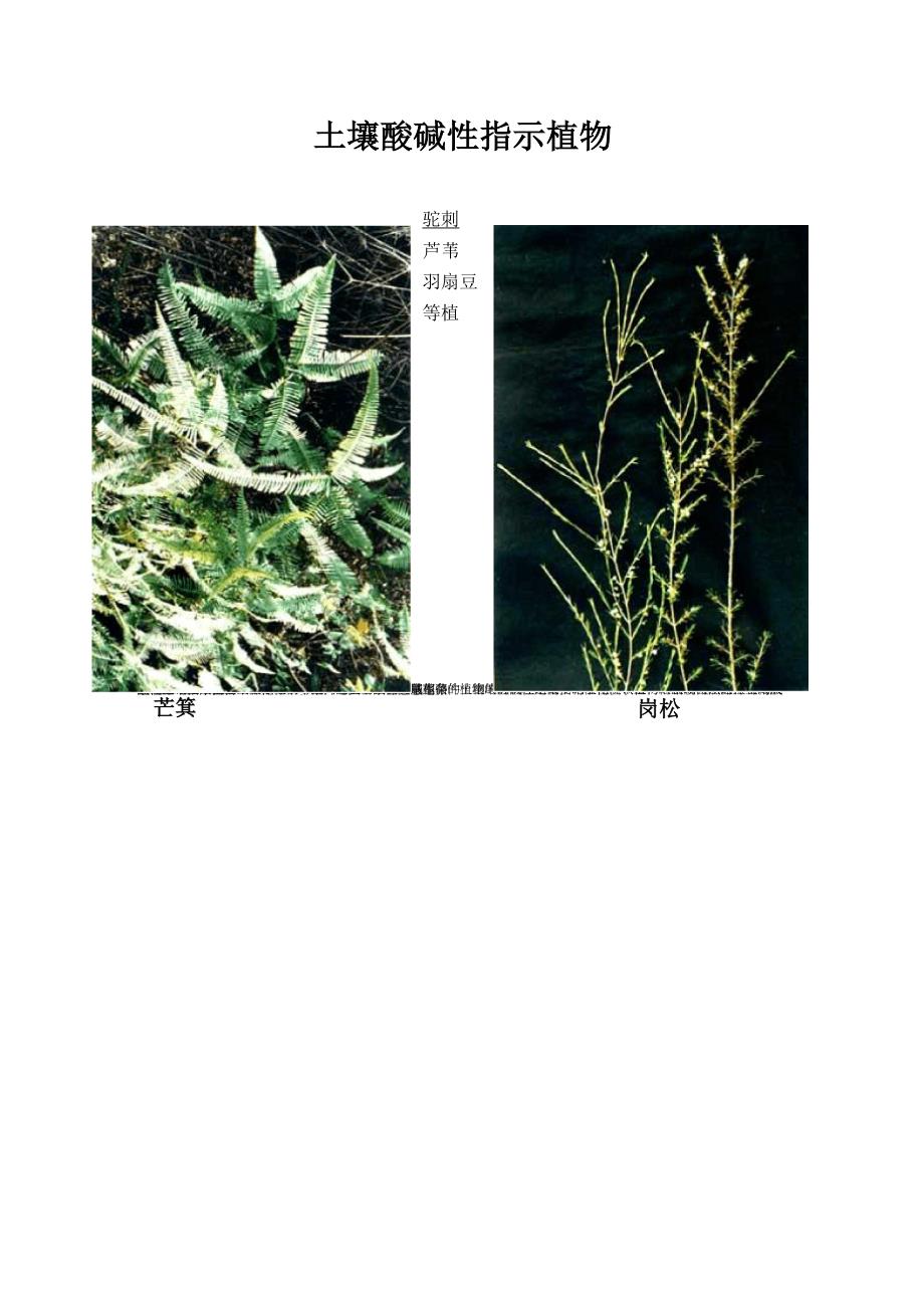 土壤性质指示植物_第1页