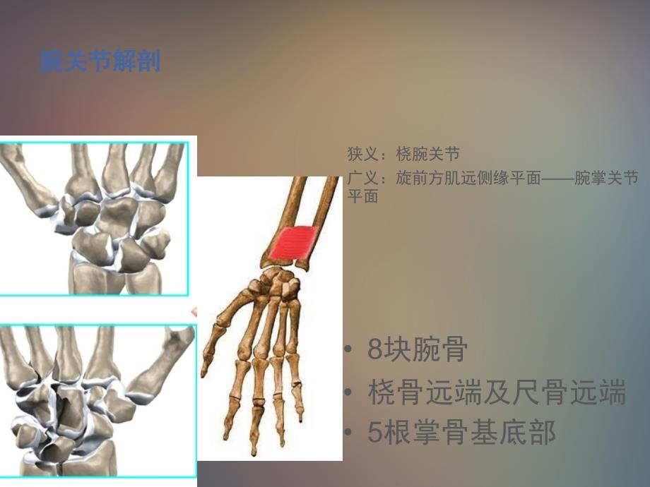 关节解剖ppt课件_第2页